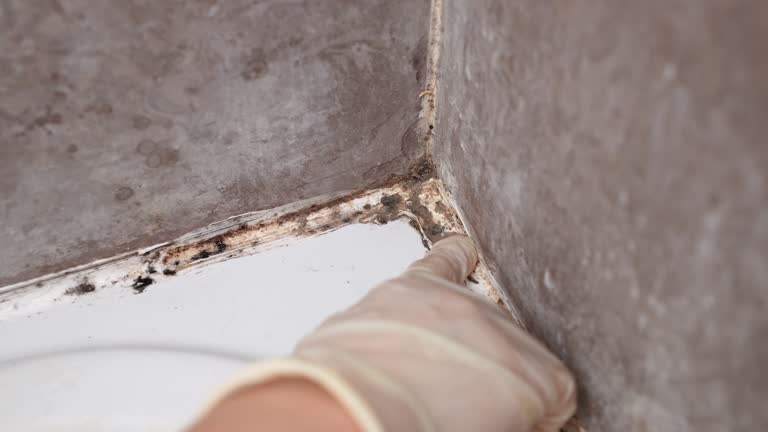 Trusted Jackson, MN Mold Removal Experts